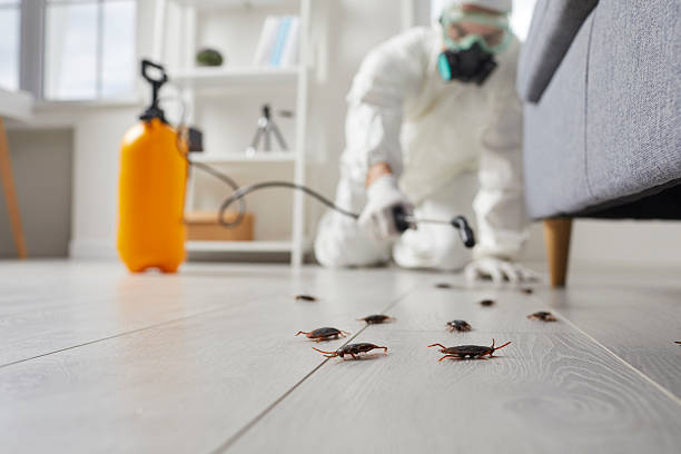 Commercial Kitchen Cockroach Control in Paducah